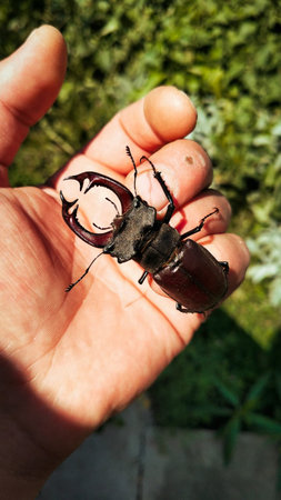 A stag beetle sits on a man's hand.