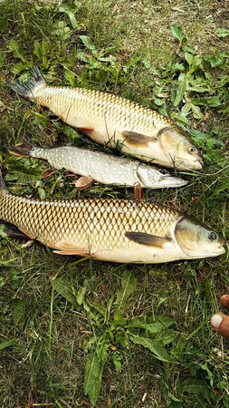 fresh fish white amur and pike.の写真素材
