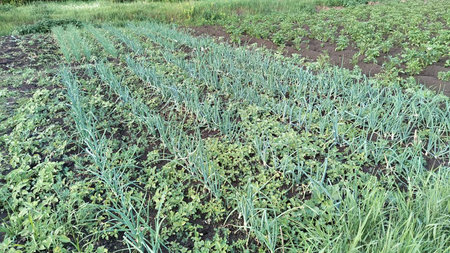 vegetable garden onion close up.の写真素材