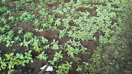 vegetable garden beds with vegetables close up.の写真素材