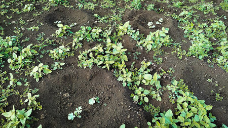vegetable garden beds with vegetables close up.の写真素材