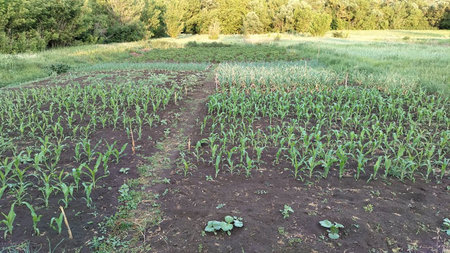 vegetable garden beds with vegetables close up.の写真素材