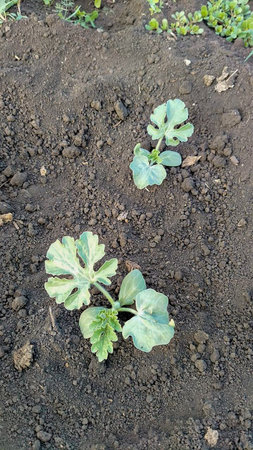 vegetable garden beds with vegetables close up.の写真素材