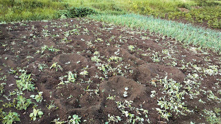 vegetable garden beds with vegetables close up.の写真素材