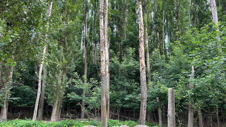 forest with tall trees close up.の写真素材