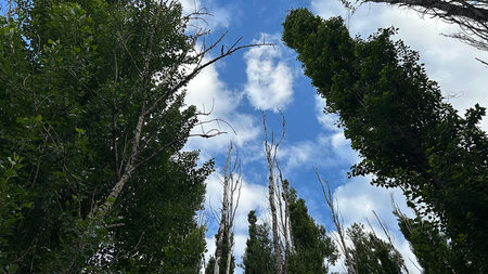 forest with tall trees against the sky close up.の写真素材