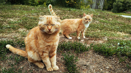 ginger cute cat on a walk.