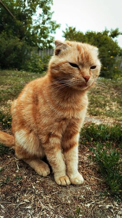 ginger cute cat on a walk.の写真素材