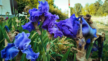 flowers blue irises close up.の写真素材