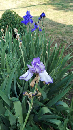 flowers blue irises close up.の写真素材
