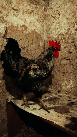 Portrait of a Farm Rooster Standing/の写真素材