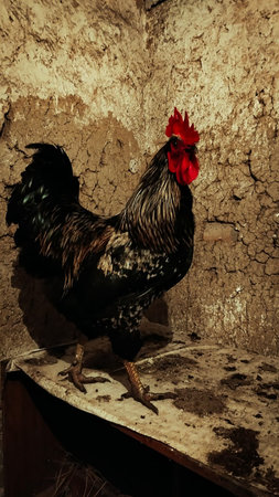 Portrait of a Farm Rooster Standing/の写真素材