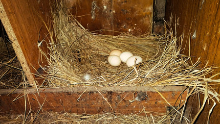 Bird Eggs in Nest of Straw and Hay.の写真素材