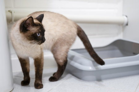 siamese cat standing in litter box or cat litter tray.の写真素材