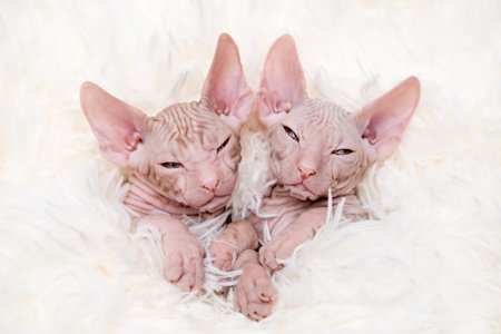 Cute kitten sphynx on light background.の写真素材