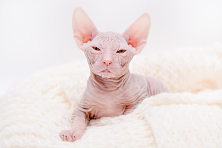 Cute kitten sphynx on light background.の写真素材