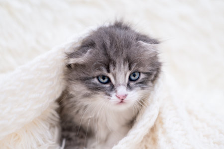 Cute little kitten on light background.の写真素材