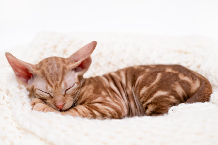 Cute kitten sphynx on light background.