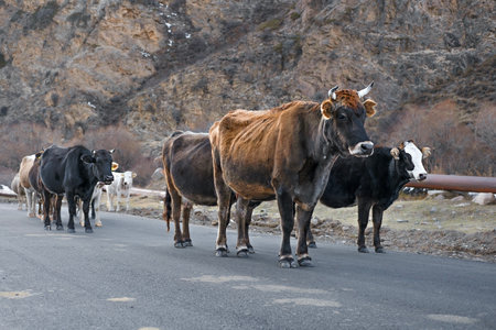 a herd of cows walking along a road in the mountains.の写真素材