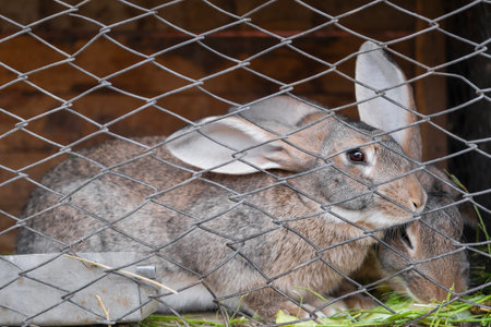 A brown rabbit eats in a cage.の写真素材
