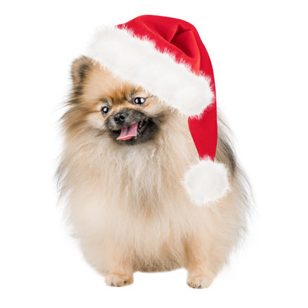 Cute pomeranian dog wearing red santa claus hat on isolated white background.の写真素材