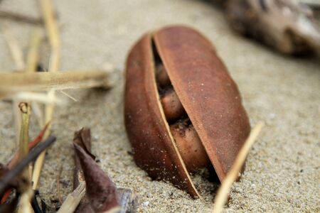 Brown Seed Pod
