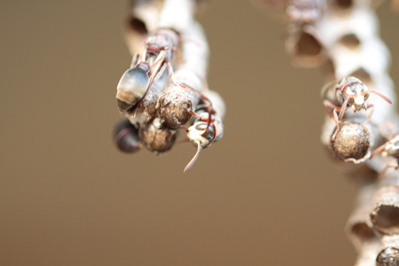 Wasps close upの写真素材