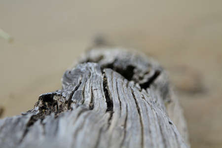 Timber grey splitの写真素材