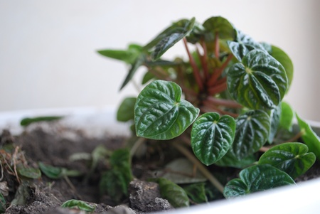 Plant in a potの写真素材