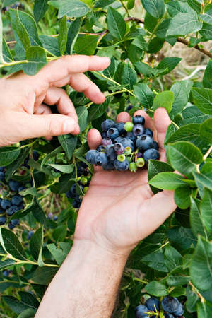 human hands picking up blueberry fruits in vertical composition