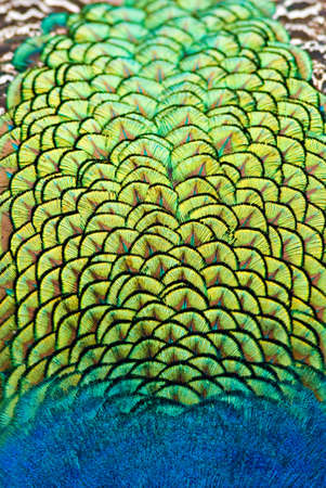 close up of peacock body feathers. Animal background in vertical composition.