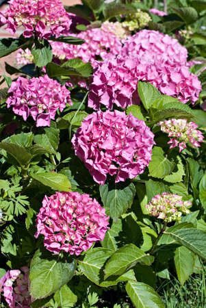 group of pink hydrangea flowers in vertical compositionの写真素材