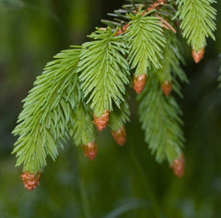 Close up of needle-like leaves of fir tree on green background. Focus on upper leaves.の写真素材