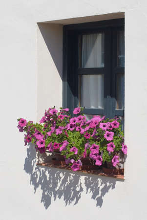 Full bloom of petunia flowers on window sillの写真素材