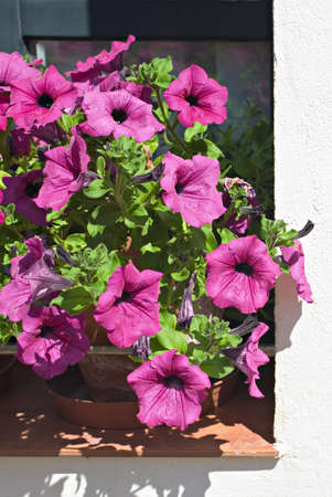 Pink petunia flowers on window sill. Vertical compositionの写真素材