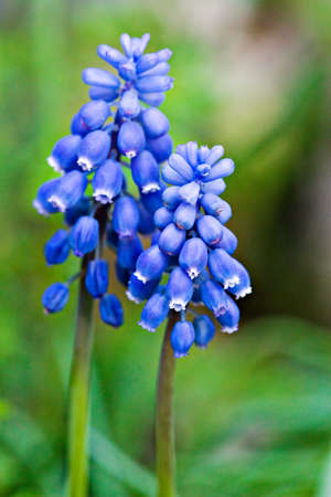 Couple of dark blue grape hyacinths の写真素材