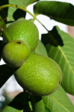 common walnut fruits and foliage in vertical compositionの写真素材