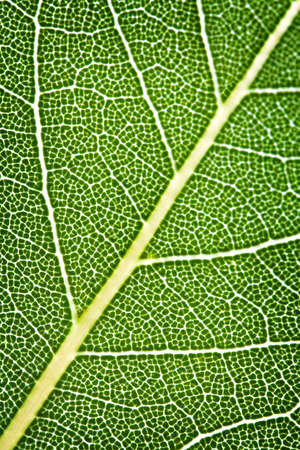 organic background of bay laurel leaf close up. vertical compositionの写真素材