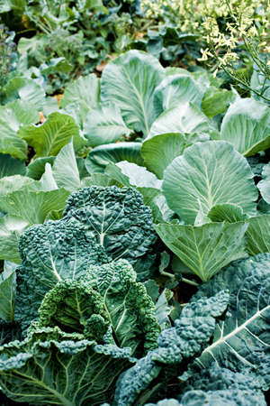 background of young collard and cabbage plants growing in vegetable gardenの写真素材