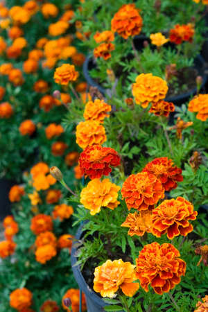 blossoming marigolds in pots. Vertical compositionの写真素材