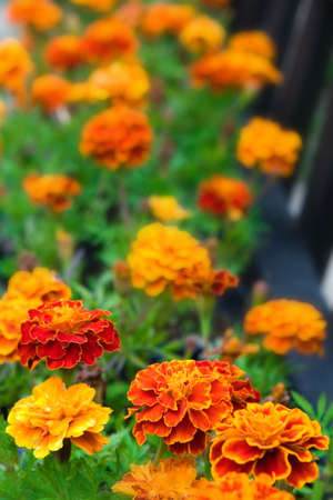 Group of blossoming marigolds in vertical compositionの写真素材