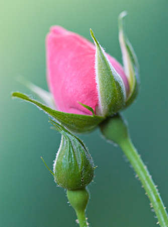 Pink rosebuds on green background. Close up in vertical compositionの写真素材