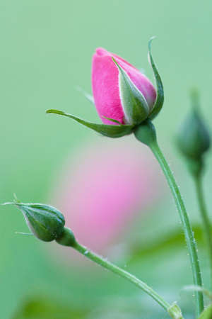 Pink rosebud on green background. Vertical compositionの写真素材