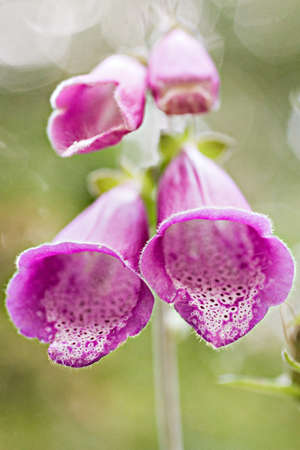 Flowers of digitalis purpurea in vertical compositionの写真素材