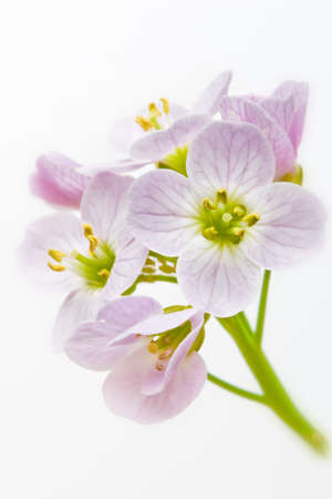 Close up of cuckoo flower  Cardamine pratensis in vertical compositionの写真素材