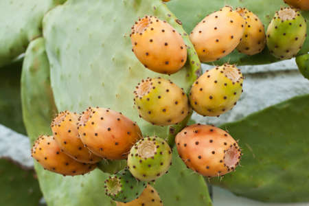 Prickly pear, barbary fig, cactus pear with fruitsの写真素材