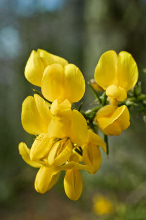yellow gorse flowers in vertical composition  Close upの写真素材