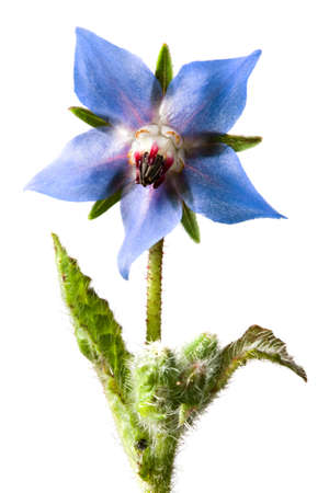 studio shot of borage flower in vertical compositionの写真素材