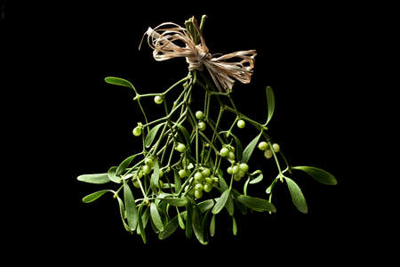 Mistletoe bunch の写真素材