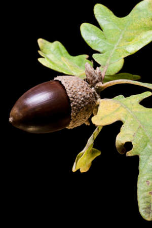Detail of acorn on black backgroundの写真素材